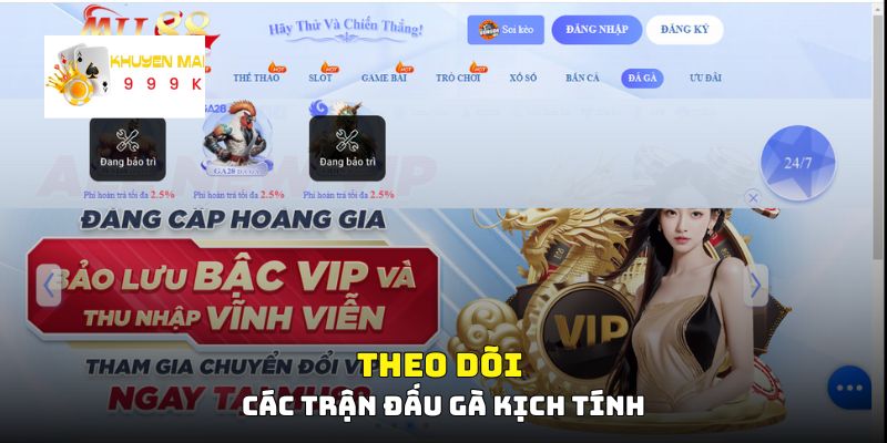 Theo dõi các trận đấu gà kịch tính